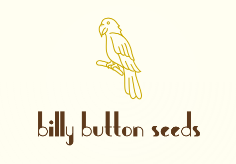 Billy Button Seed's
